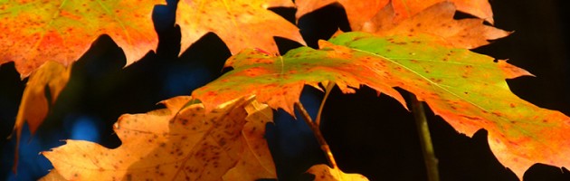 Banner Five Powerful Anti-aging Ideas